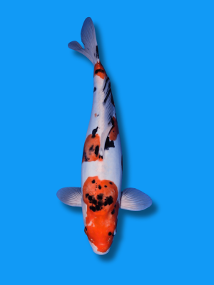 Doitsu Sanke | Koi&Co.